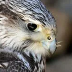 Las Aves del Gran Cañón
