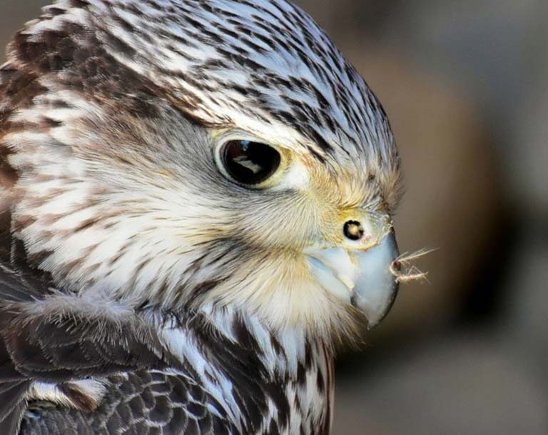 Las Aves del Gran Cañón