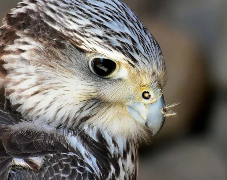 Las Aves del Gran Cañón