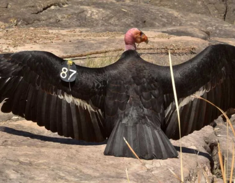 Animales del Gran Cañón del Colorado